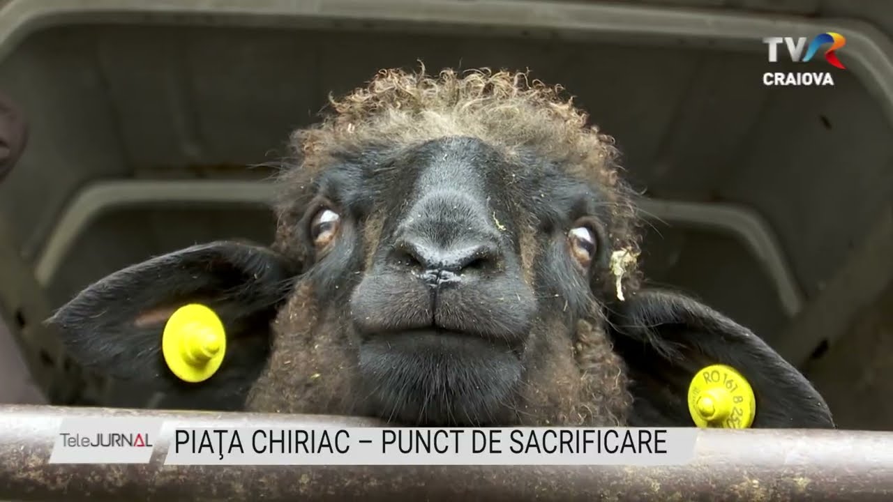 PIAŢA CHIRIAC PUNCT DE SACRIFICARE Stiri TVR Craiova