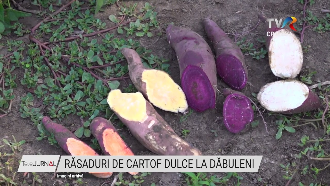 RĂSADURI DE CARTOF DULCE LA DĂBULENI - Stiri - TVR Craiova